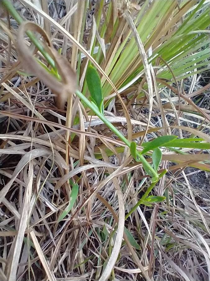 Polygala rugelii — search result for 'Polygala'