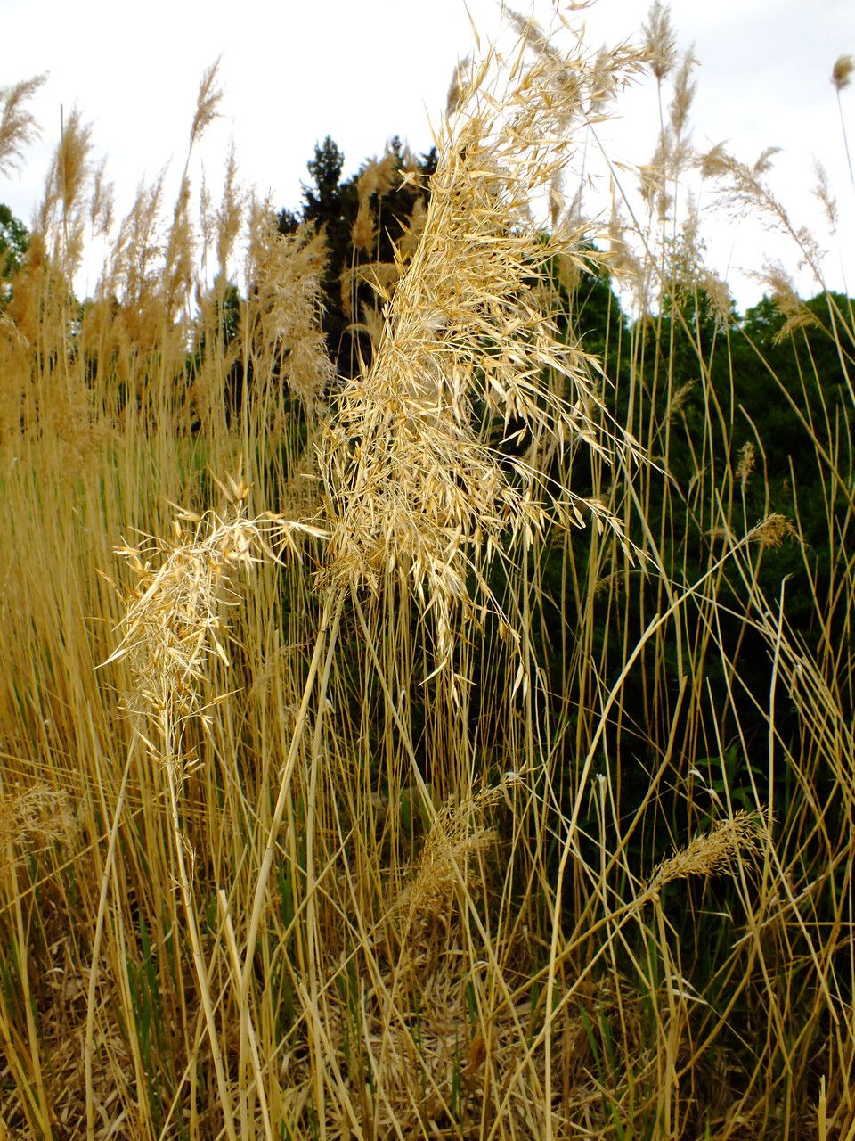 Stipa gigantea fruit