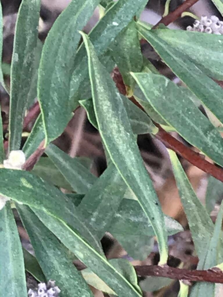 Daphne mucronata — search result for 'Daphne'