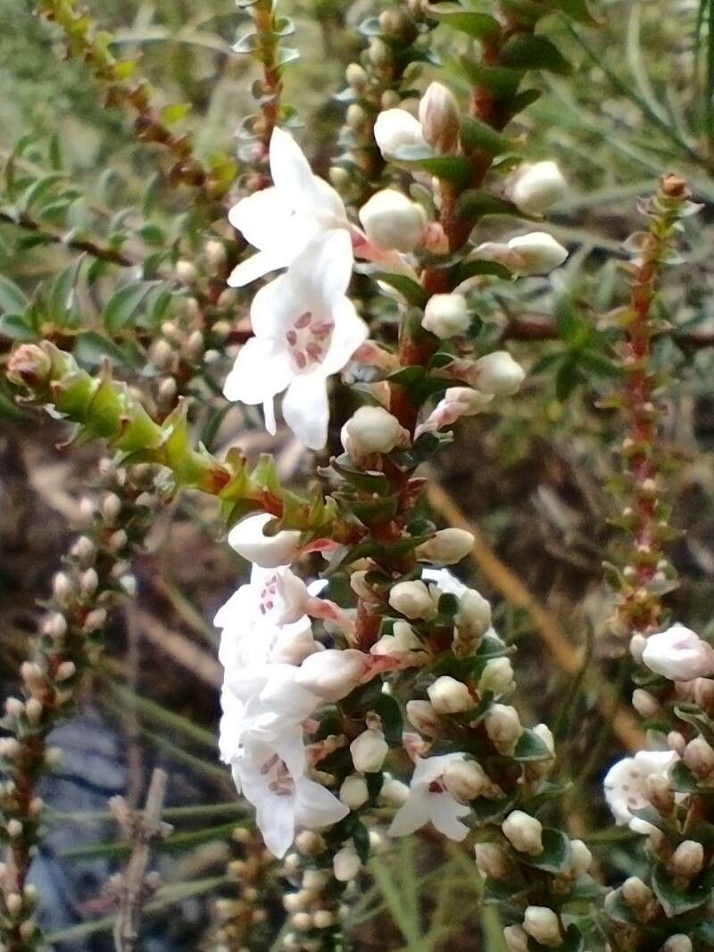 Epacris microphylla flower