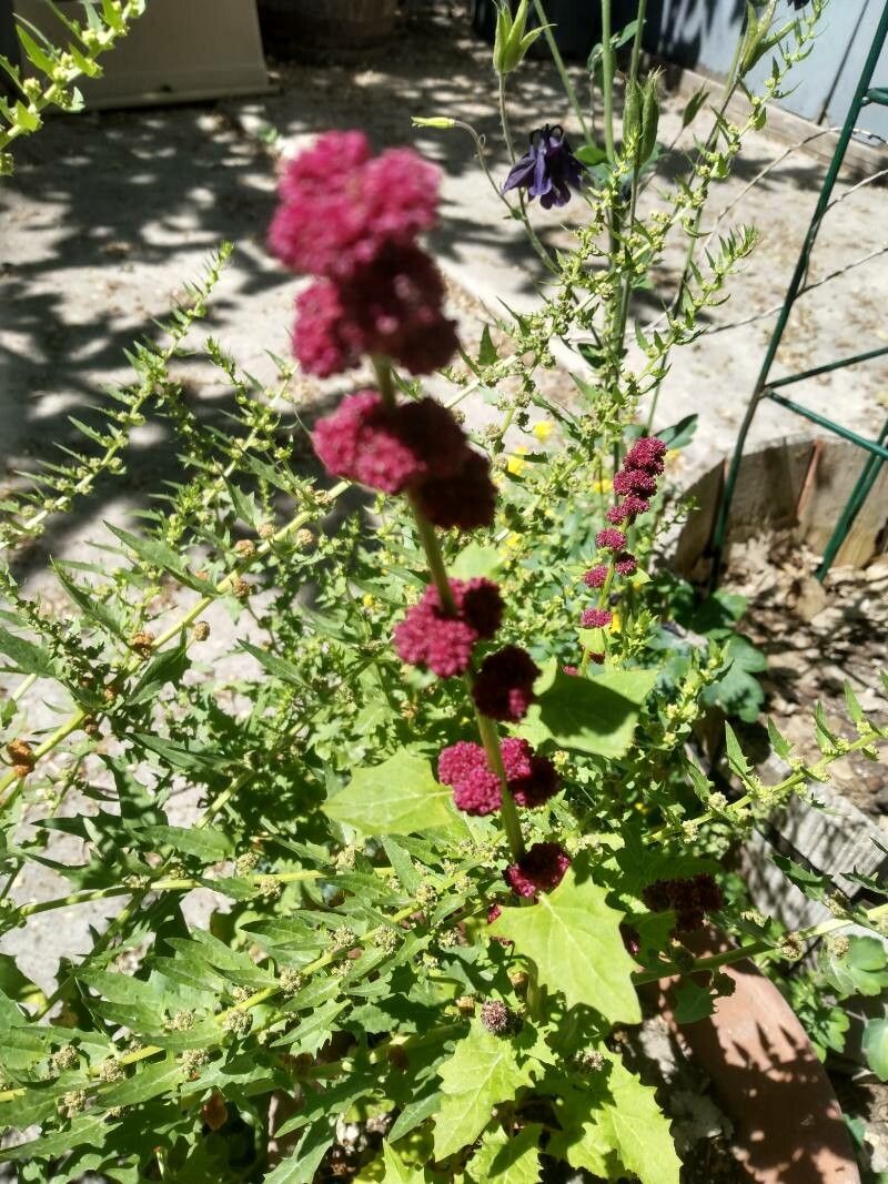 Chenopodium capitatum flower