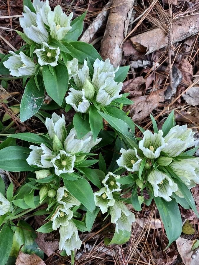 Gentiana villosa flower