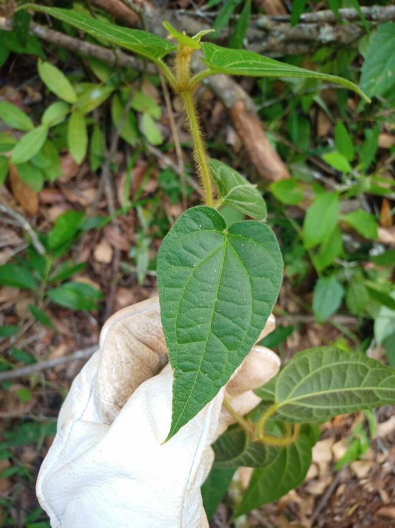 Mikania banisteriae leaf