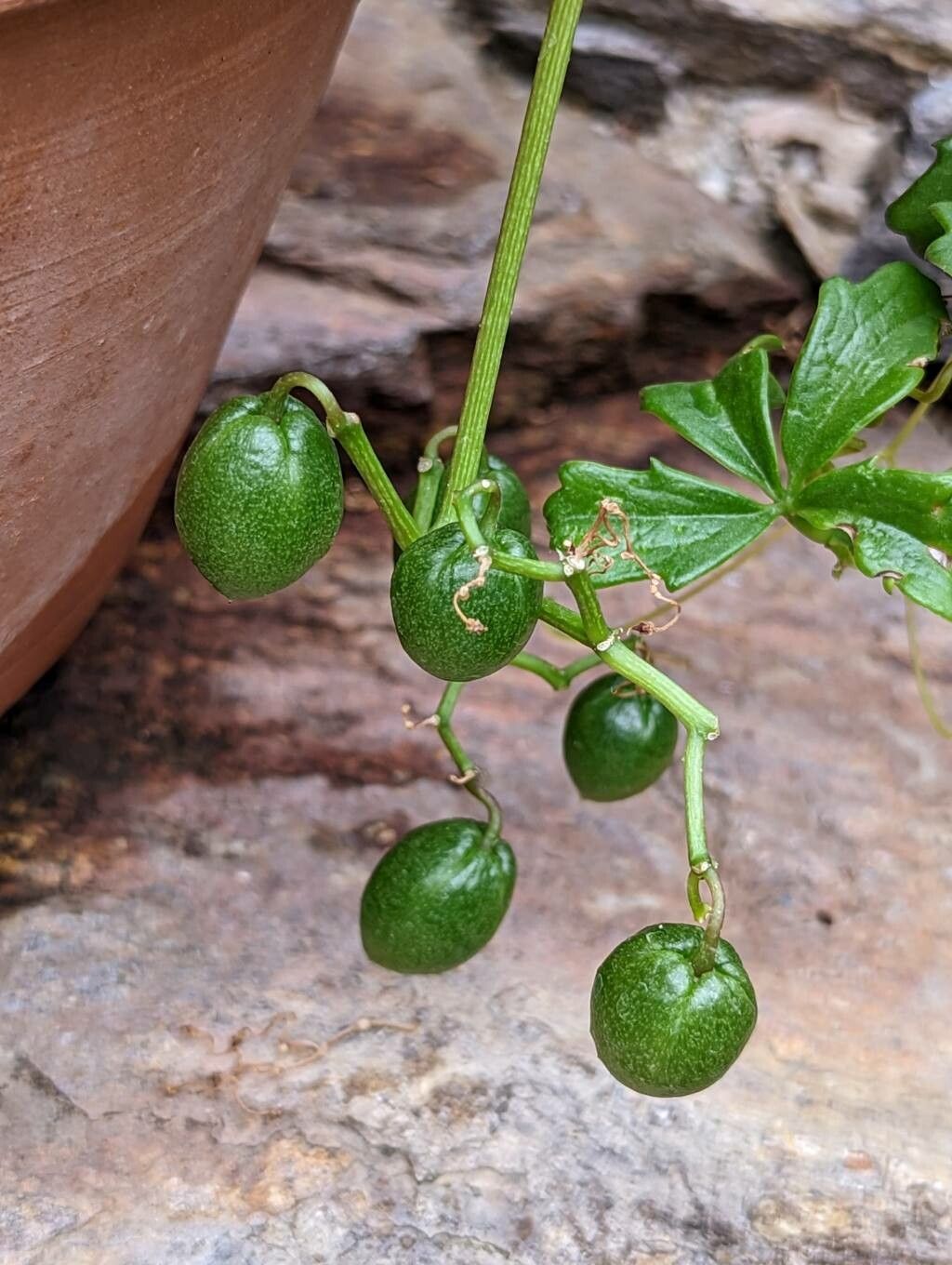 Cyphostemma quinatum fruit