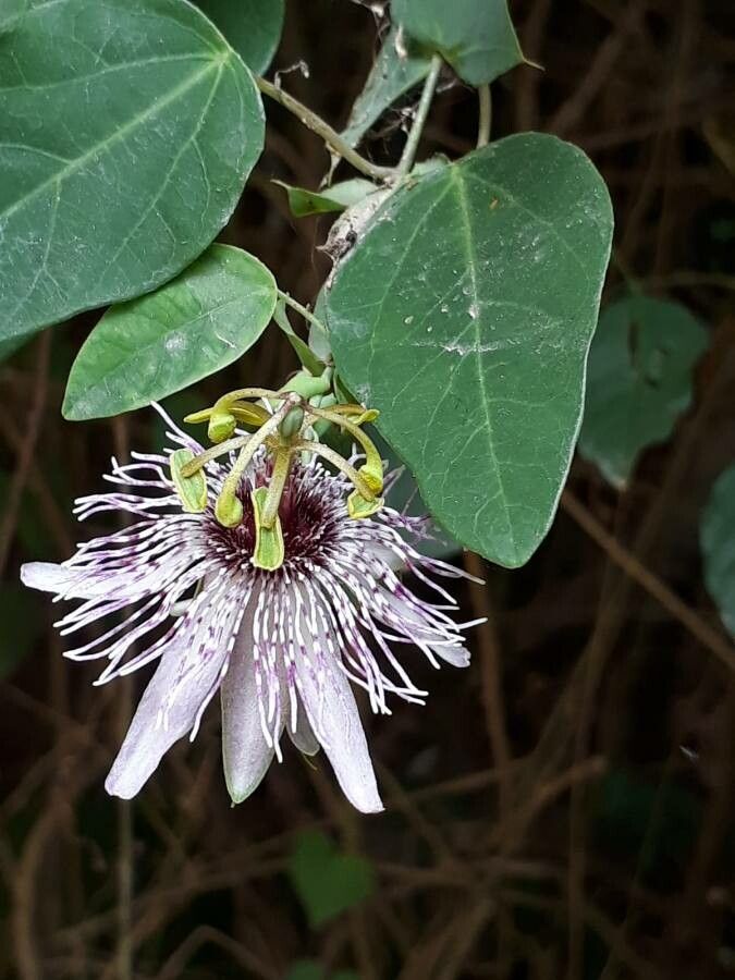 Passiflora actinia leaf