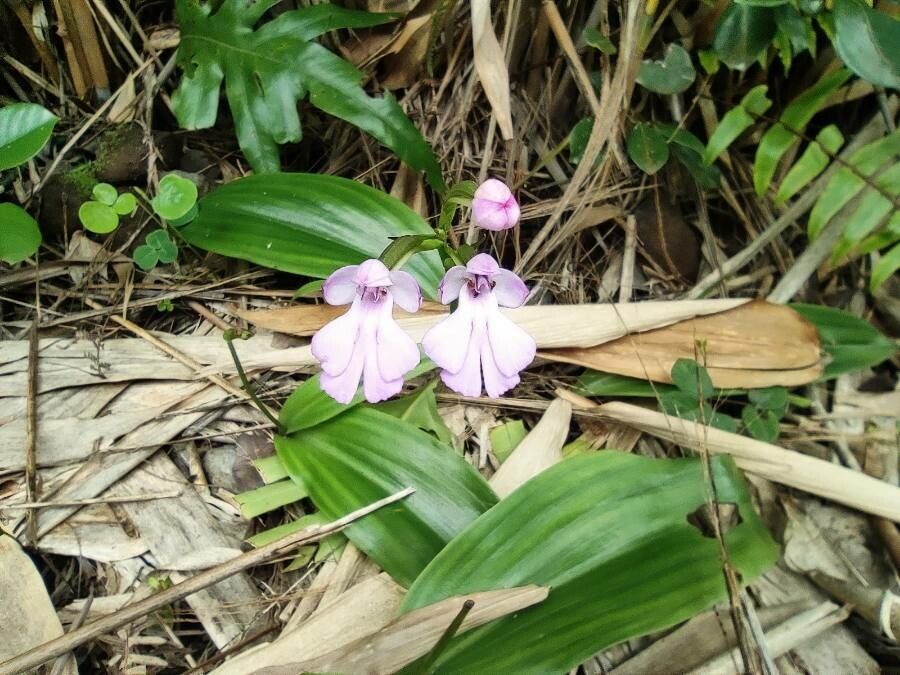 Cynorkis purpurascens flower