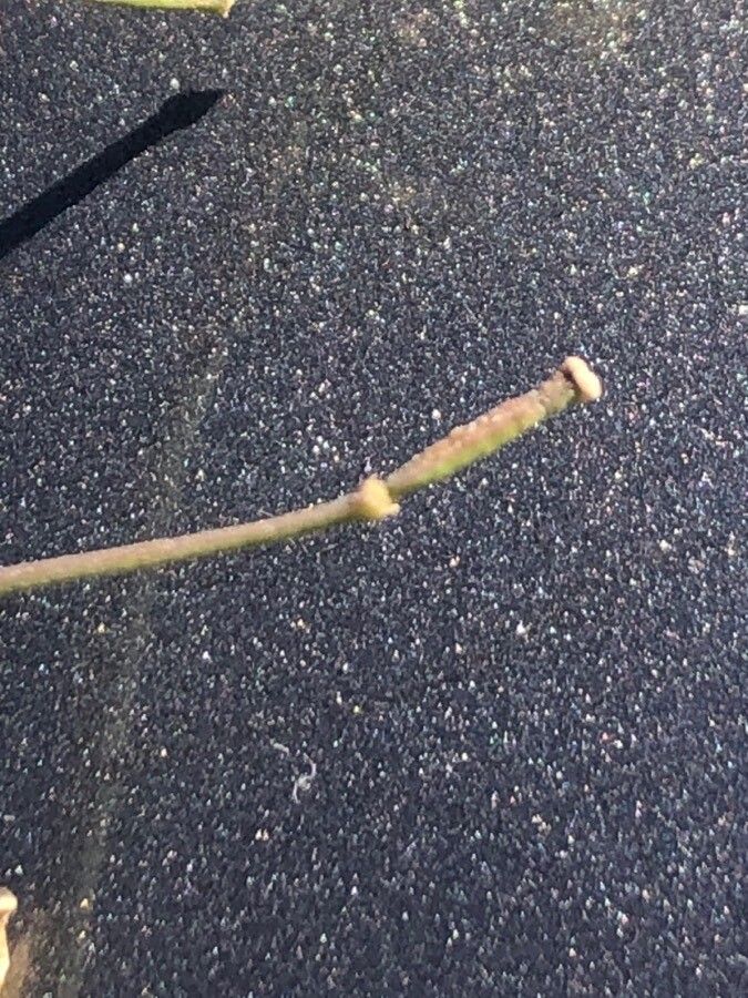 Diplotaxis tenuifolia fruit