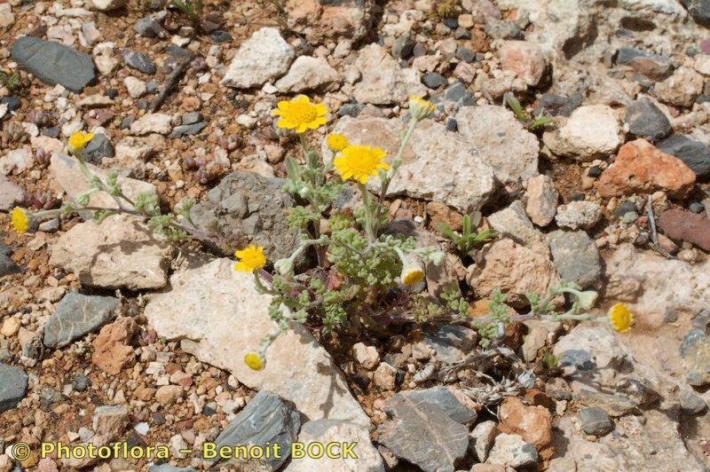 Anthemis chrysantha habit