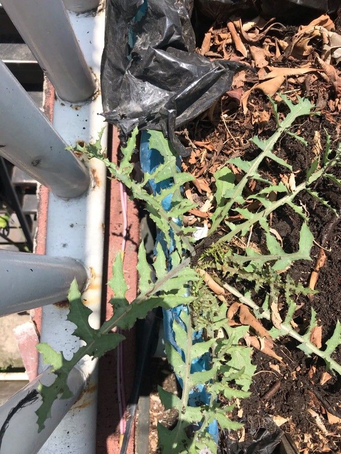 Cirsium fontinale — search result for 'Cirsium'