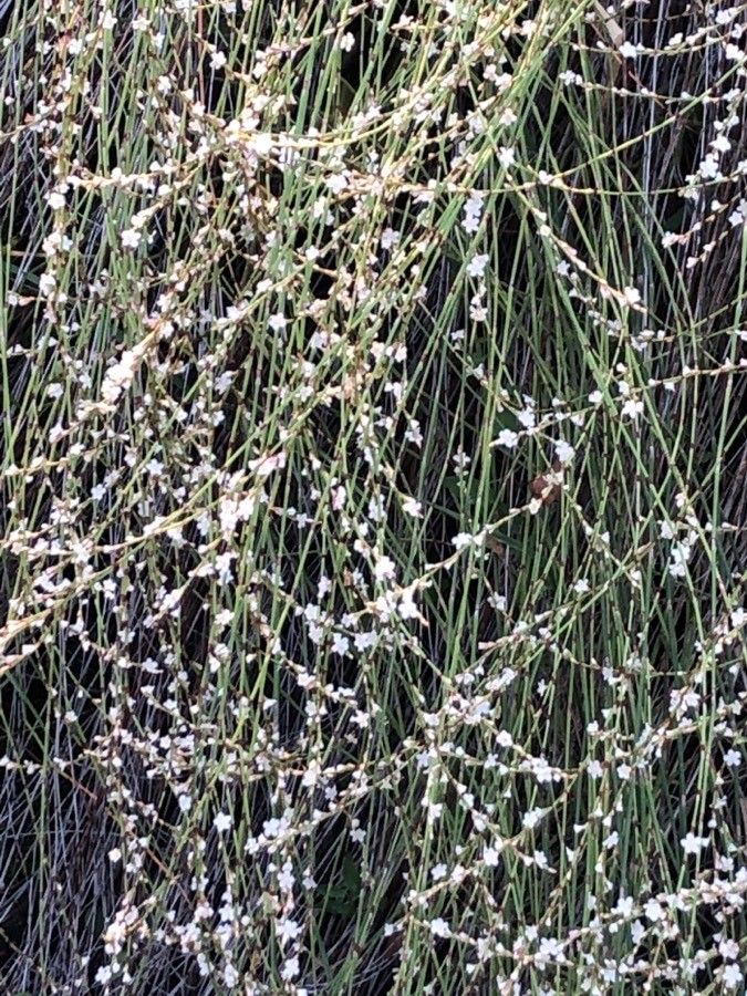 Polygonum scoparium — search result for 'Polygonum'