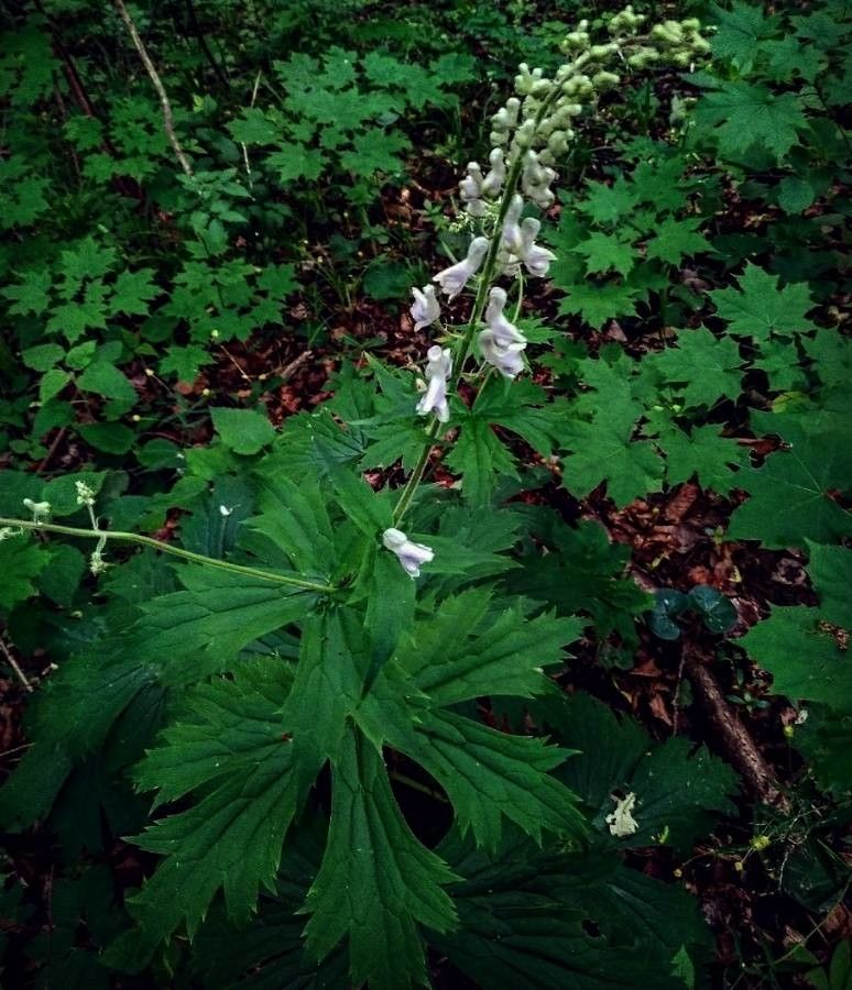Aconitum septentrionale — search result for 'Aconitum'