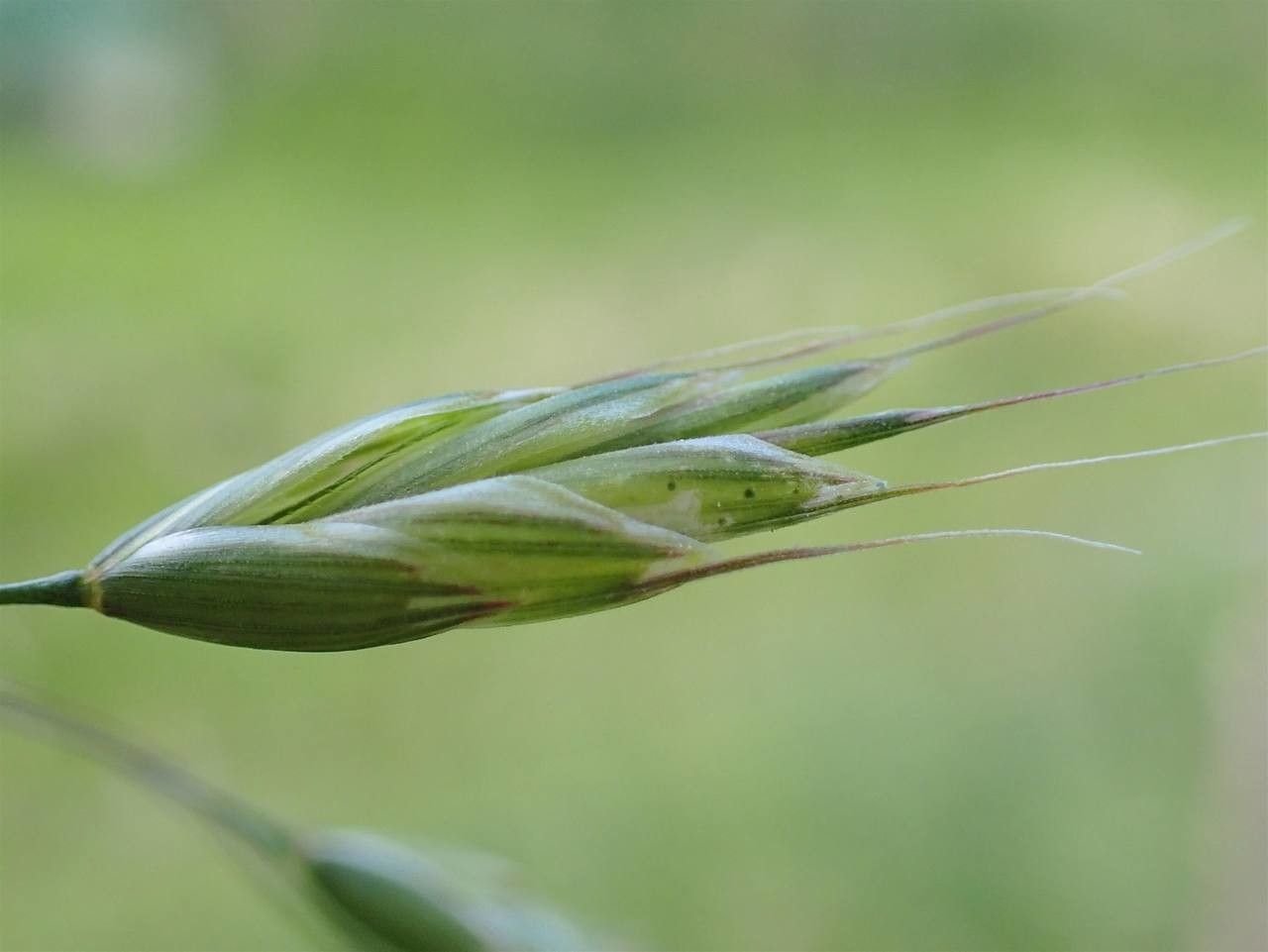 Bromus commutatus fruit