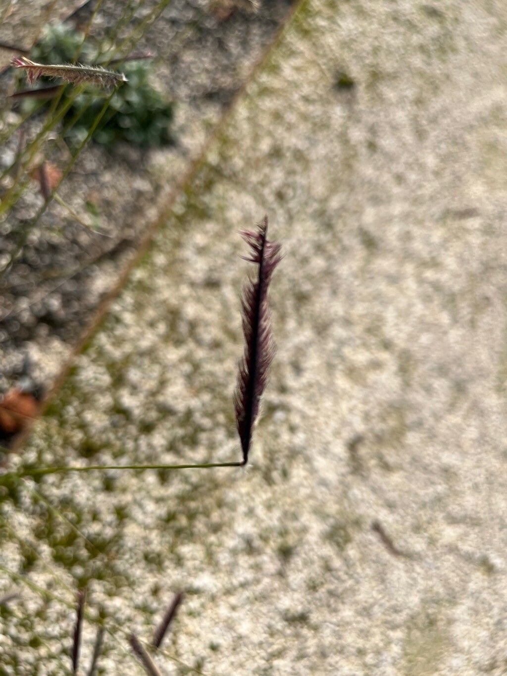 Chondrosum gracile flower