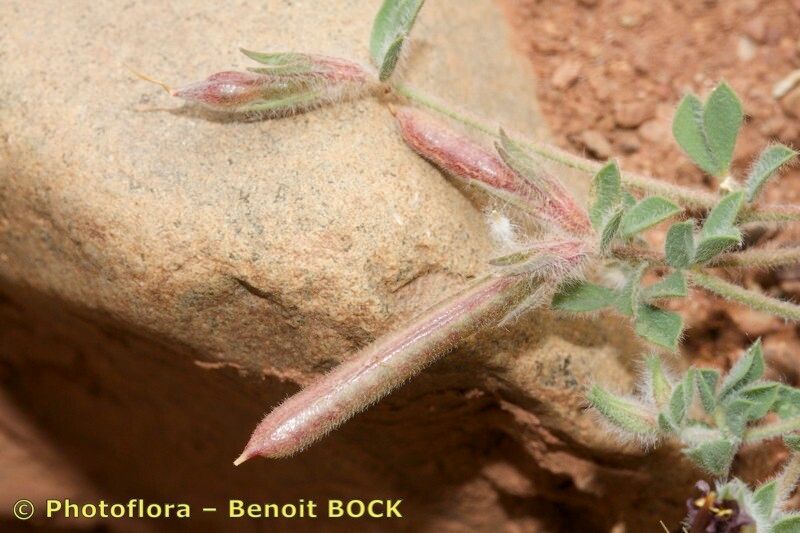 Lotus maroccanus fruit