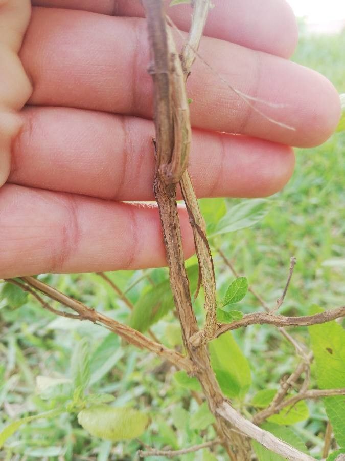 Lippia graveolens bark