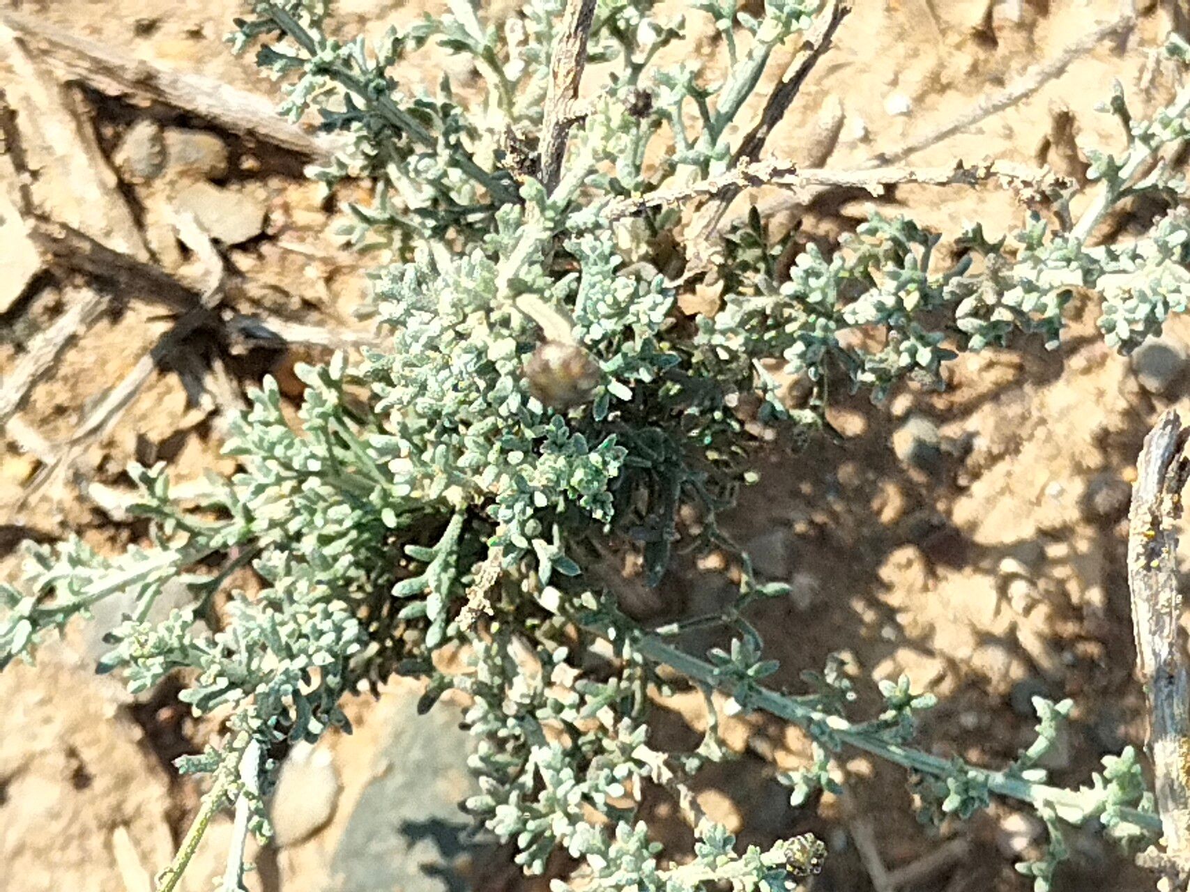 Pentzia incana — search result for 'Namibia'