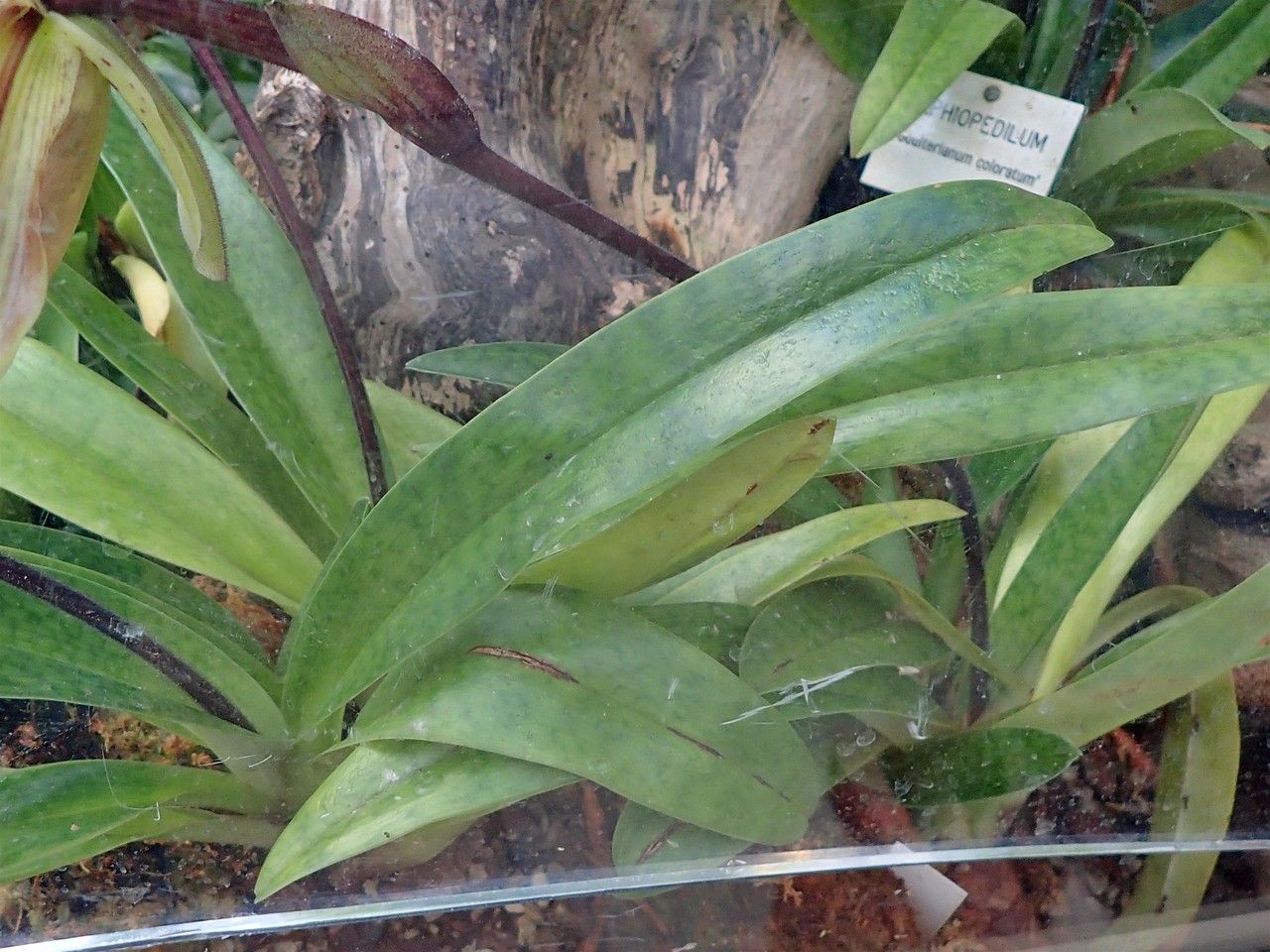 Paphiopedilum spp. leaf