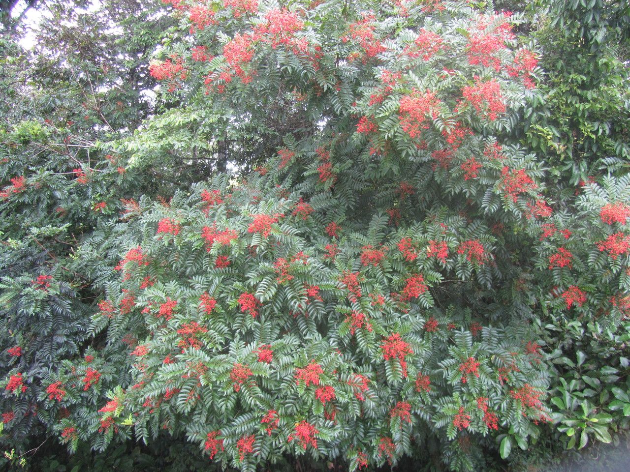Mosquitoxylum jamaicense habit