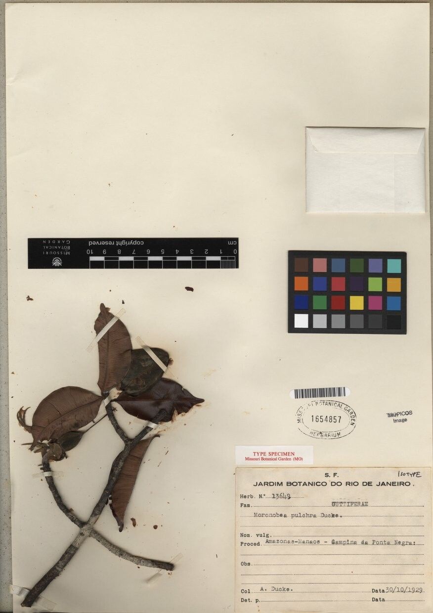 Moronobea pulchra — related species from the same genus