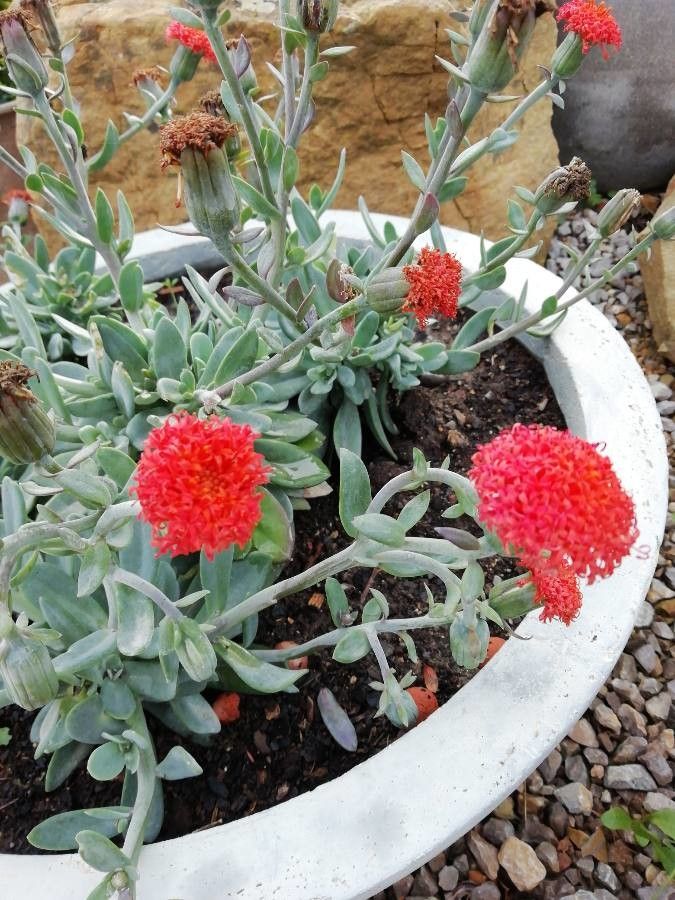 Kleinia fulgens — search result for 'Kleinia'