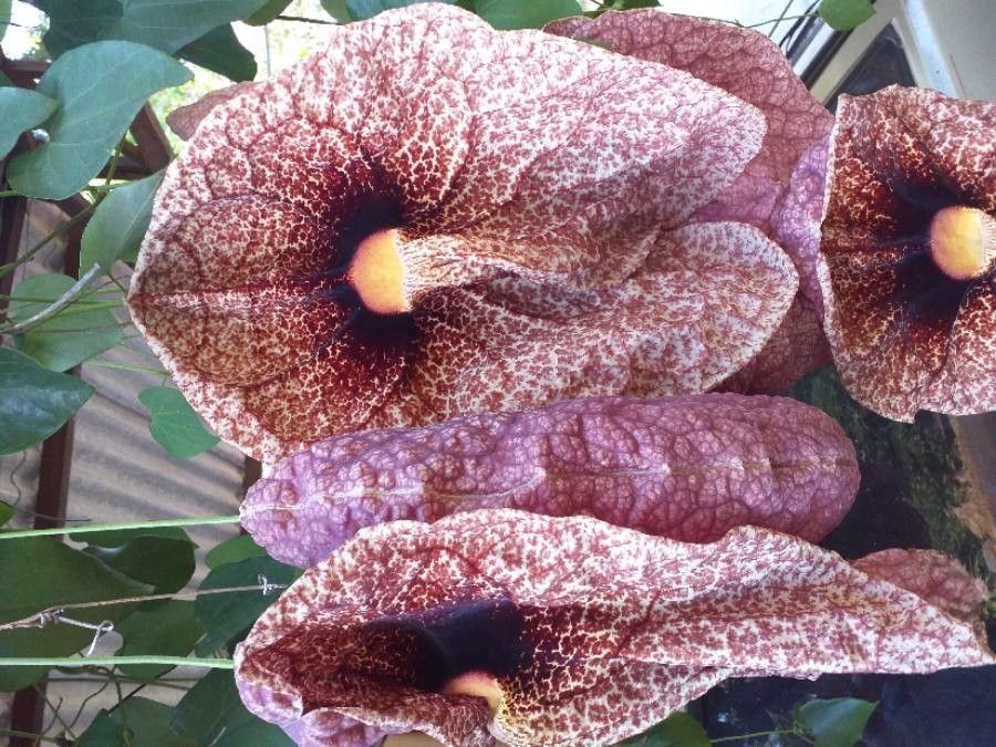Aristolochia grandiflora flower