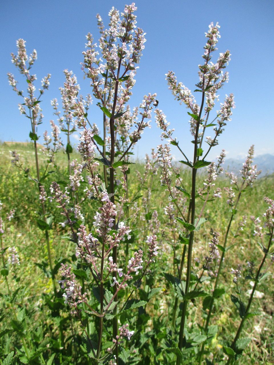 Nepeta nuda flower