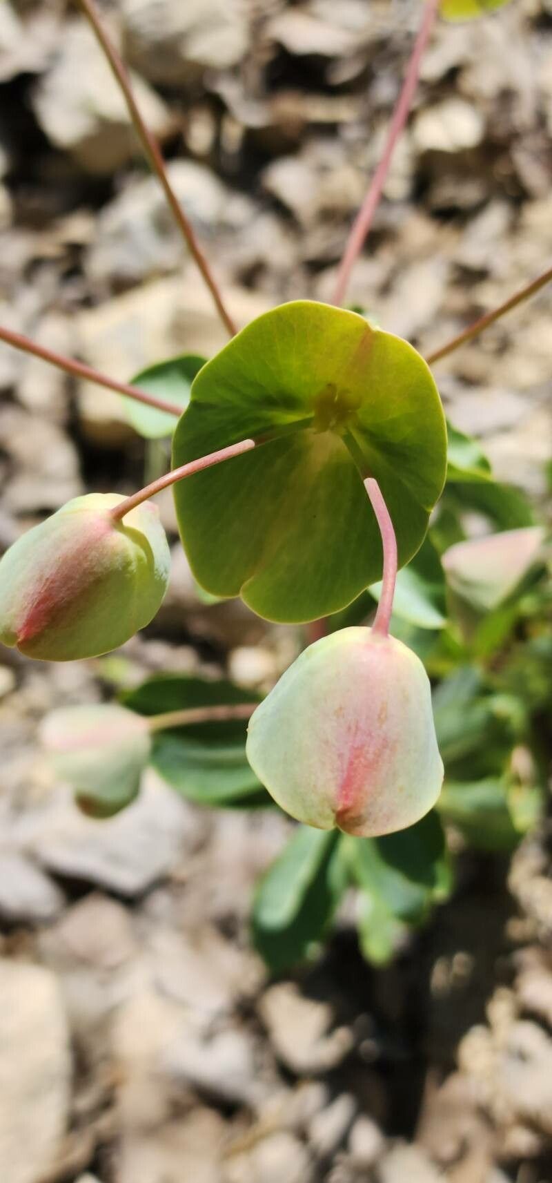 Euphorbia erubescens flower
