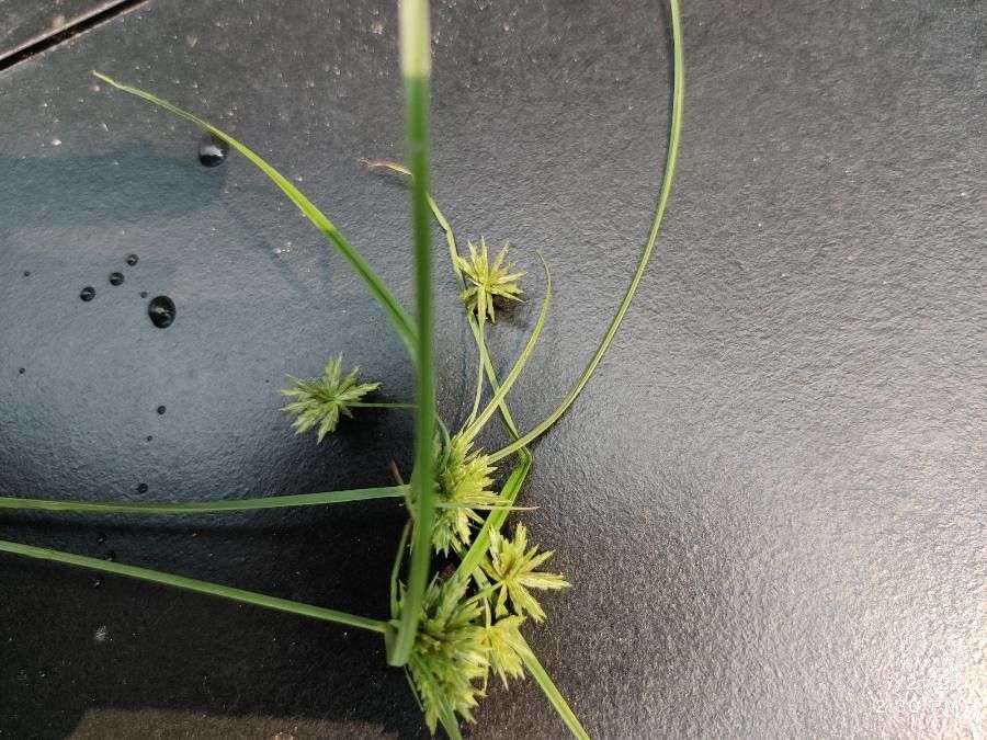 Cyperus strigosus fruit