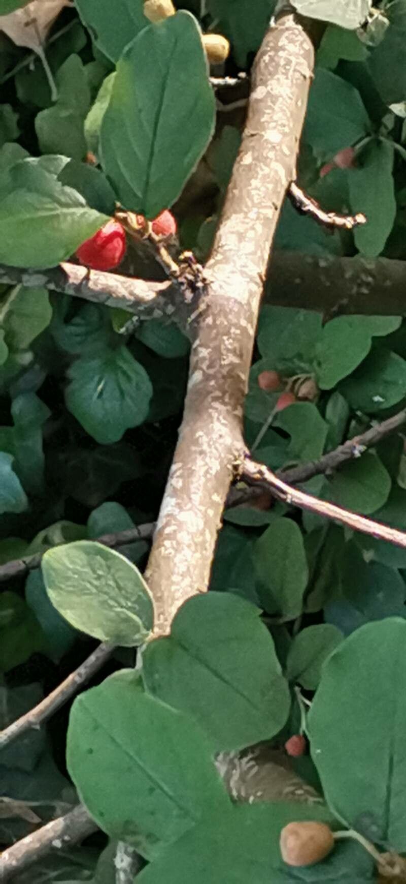 Cotoneaster fangianus bark