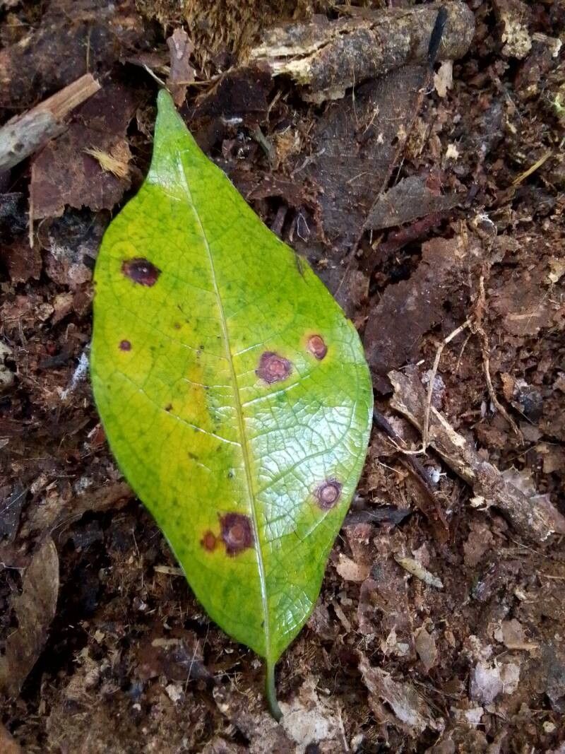 Irvingia excelsa — related species from the same genus