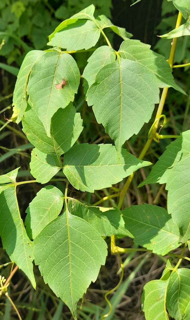 Serjania foveata — houseplant care guide