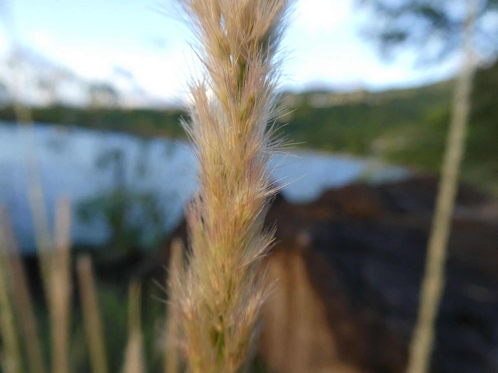 Pappophorum pappiferum flower