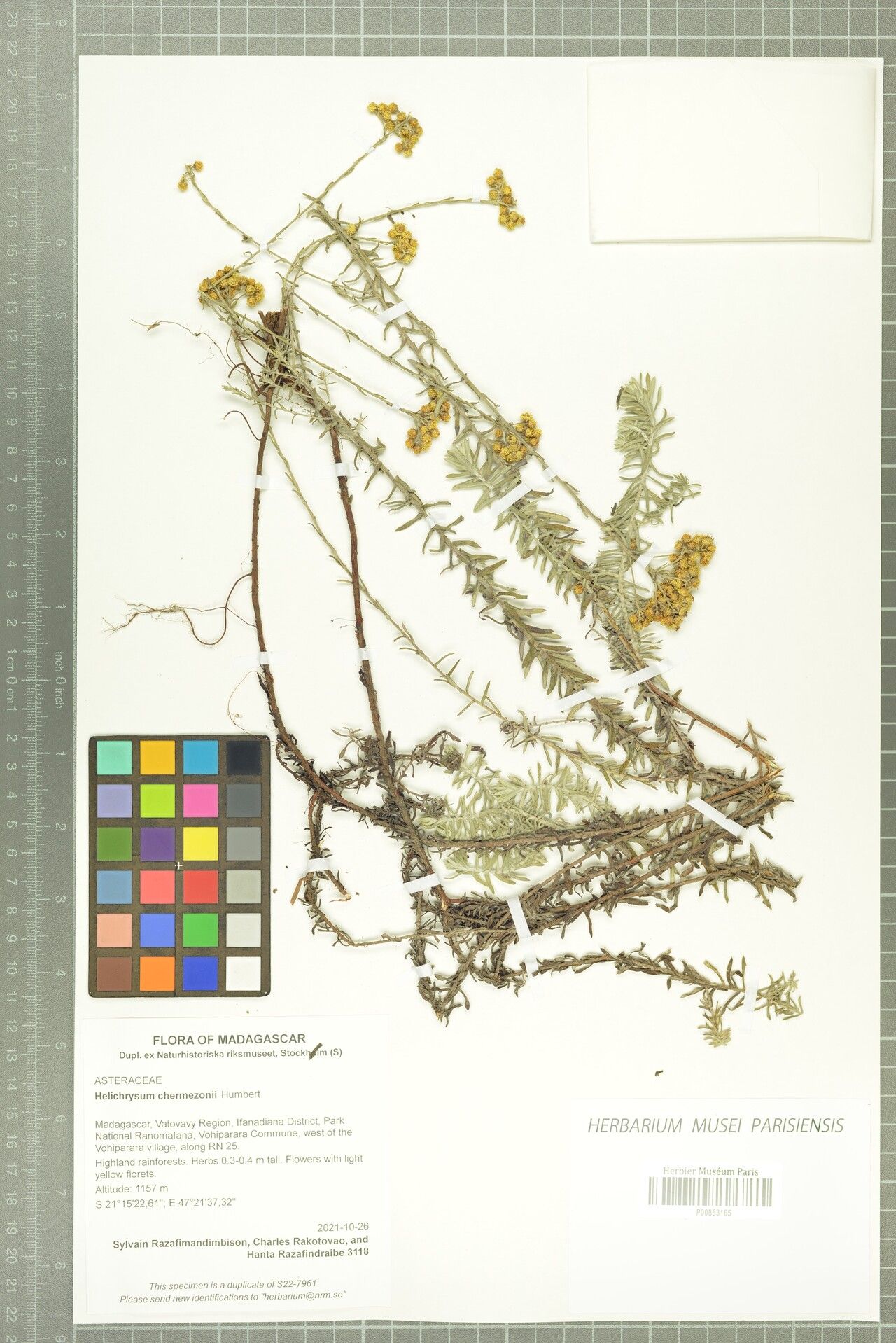 Helichrysum chermezonii — houseplant care guide