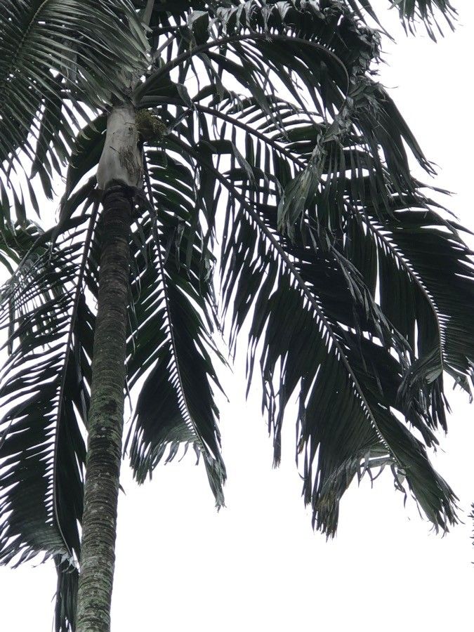 Carpentaria acuminata — search result for 'Hydrangeaceae'