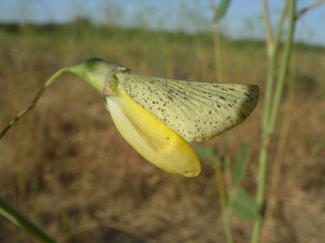 Sesbania pachycarpa fruit