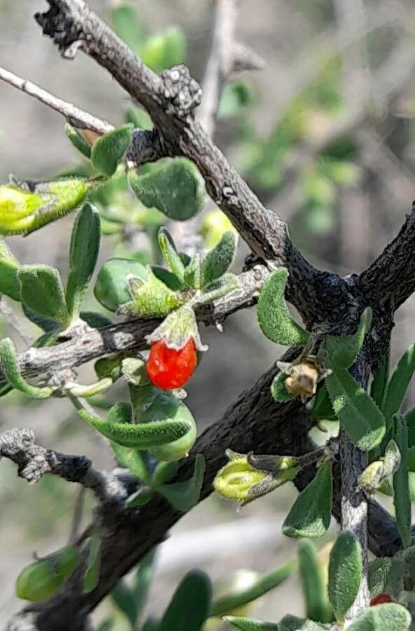 Lycium chilense fruit