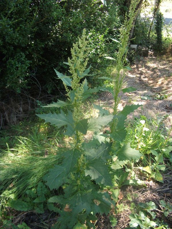 Oxybasis urbica habit