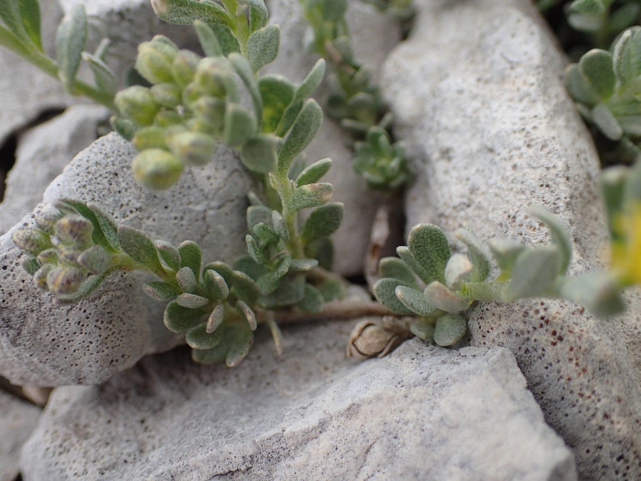 Alyssum flexicaule habit