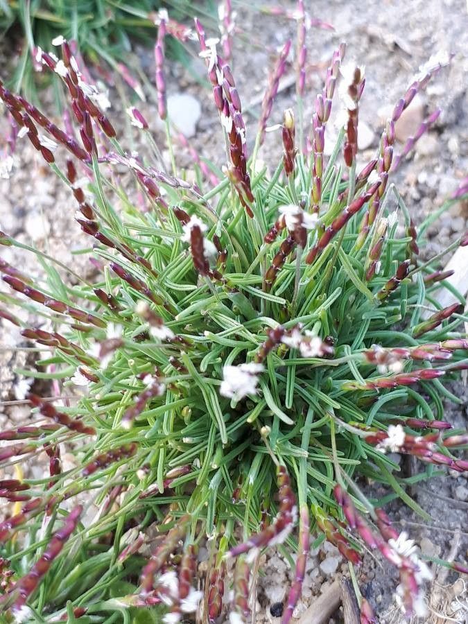 Mibora minima flower