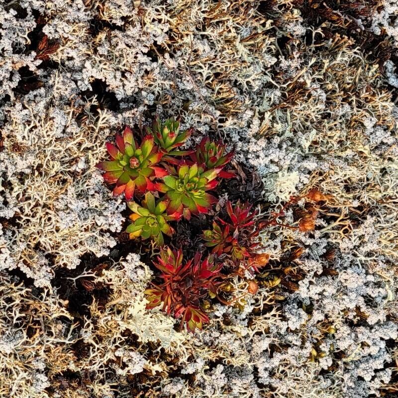 Saxifraga tricuspidata flower