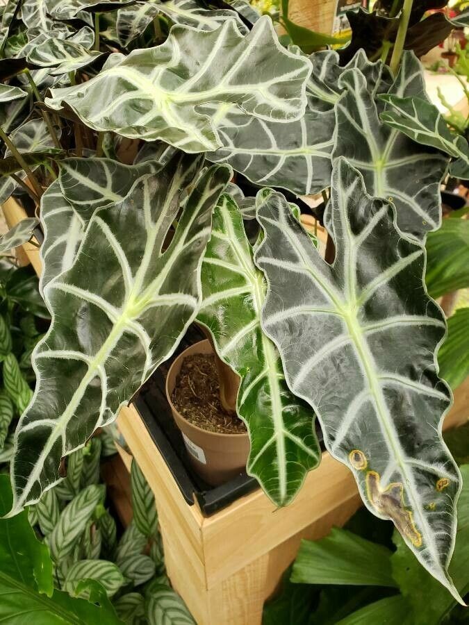 Alocasia spp. habit