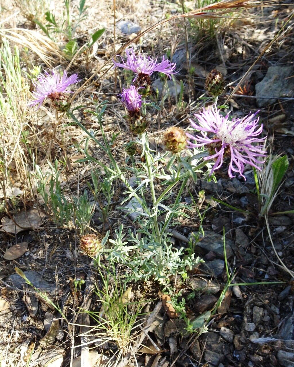 Centaurea hanryi habit