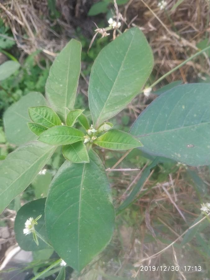 Euphorbia graminifolia — houseplant care guide