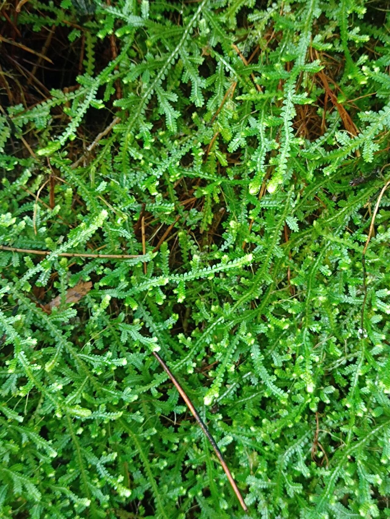 Selaginella serpens habit