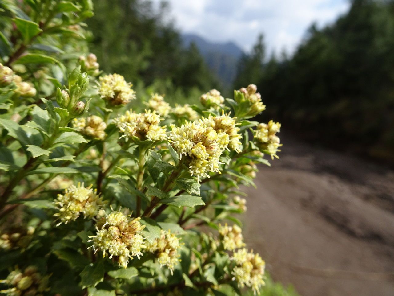Baccharis conferta flower