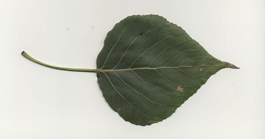 Populus × berolinensis — search result for 'Populus'