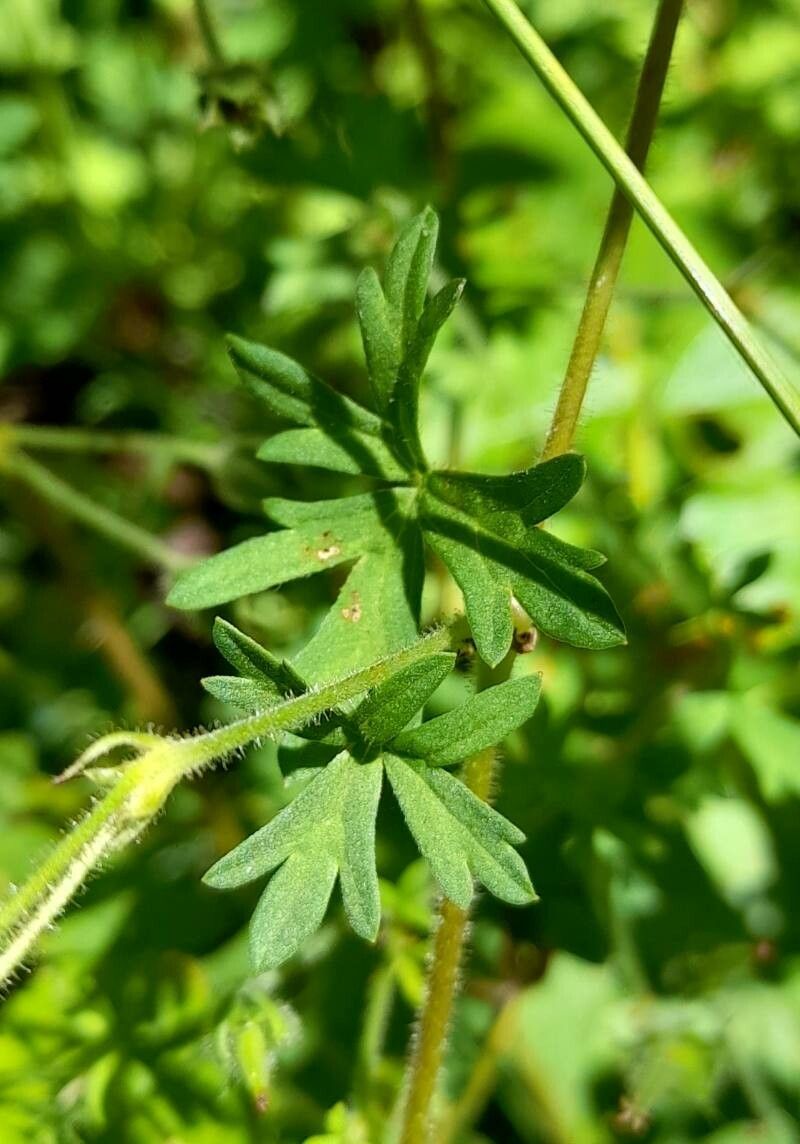 Geranium core-core leaf