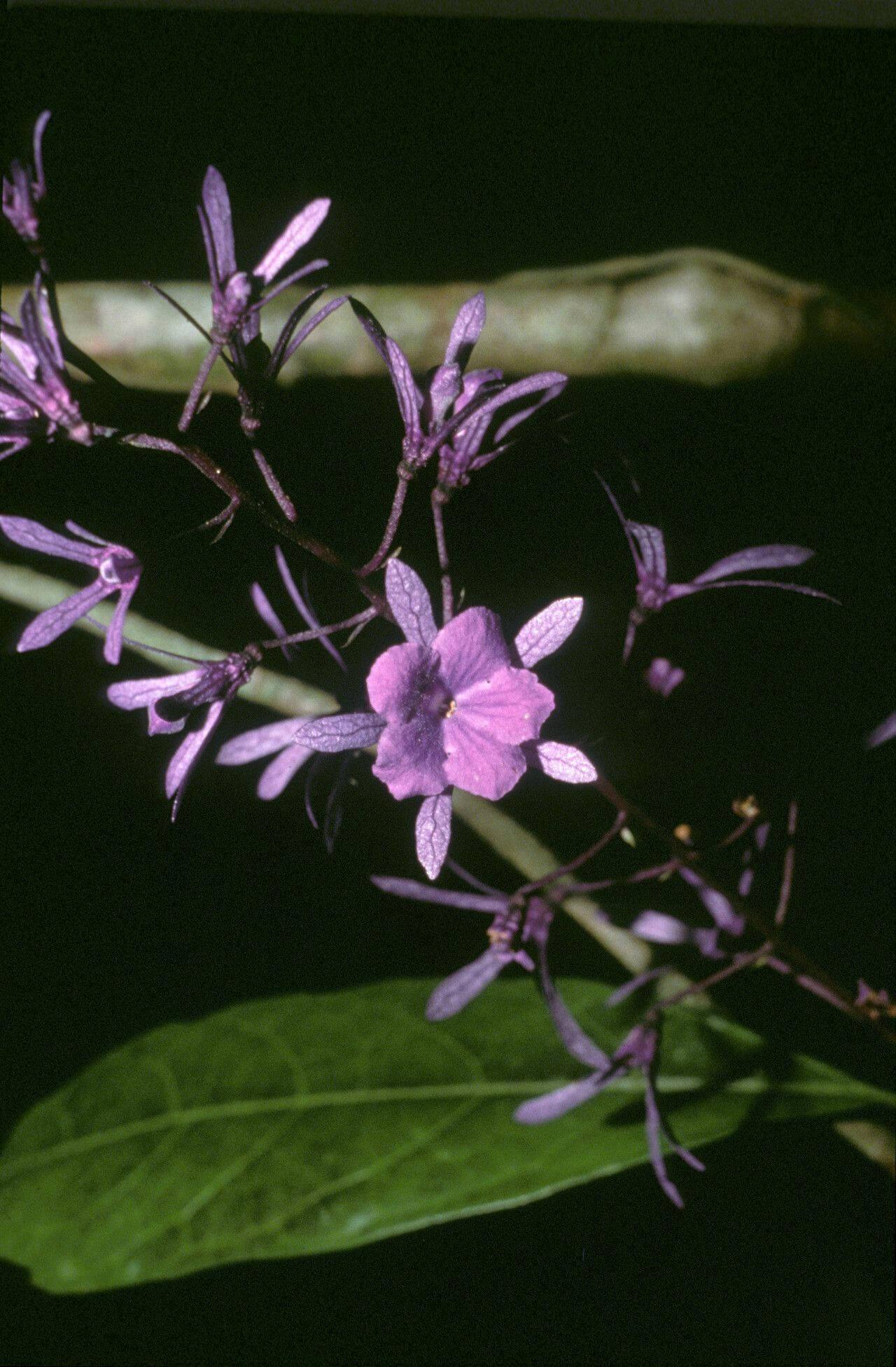 Petrea bracteata flower