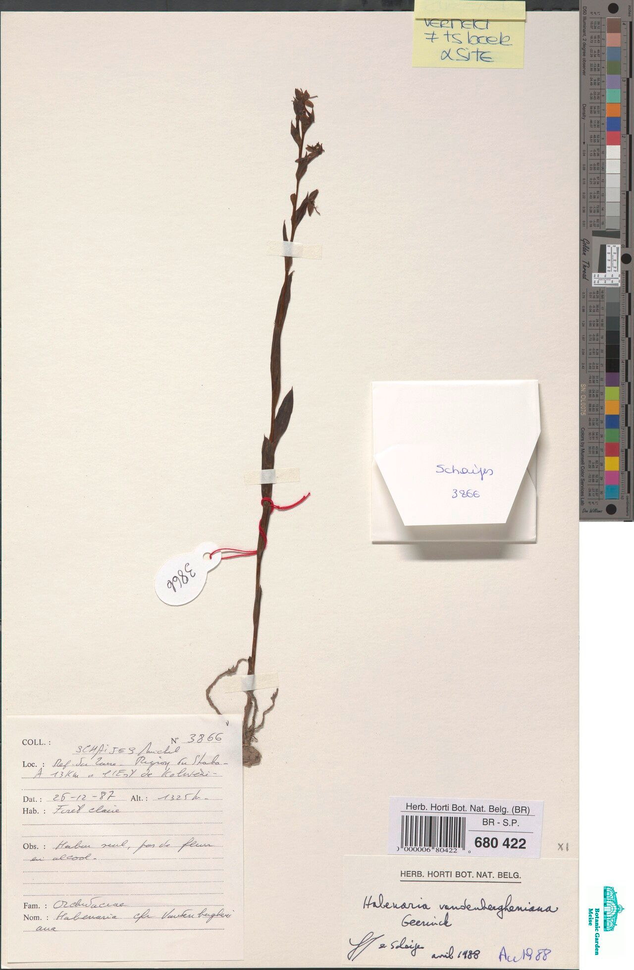 Habenaria vandenbergheniana — houseplant care guide