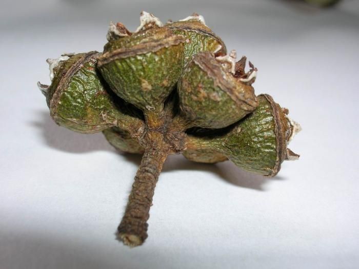 Eucalyptus tereticornis fruit